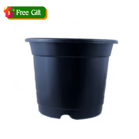 Free Gift - 5 Inch Black Nursery Pot - Flash Sale