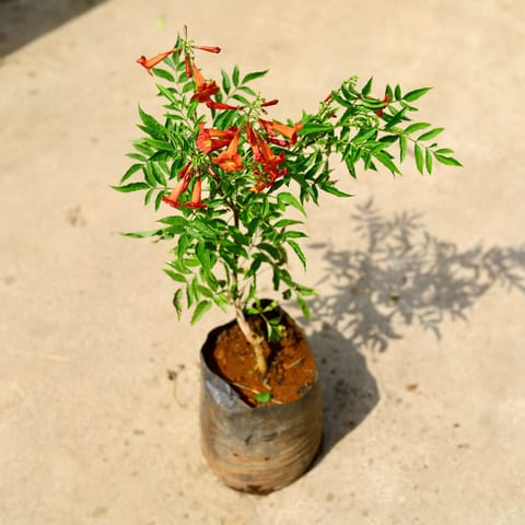 Tecoma Compensis red Pune Variety in 4 Inch Nursery Bag