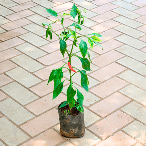 Mirchi / Chilli Plant in 4 Inch Nursery Bag
