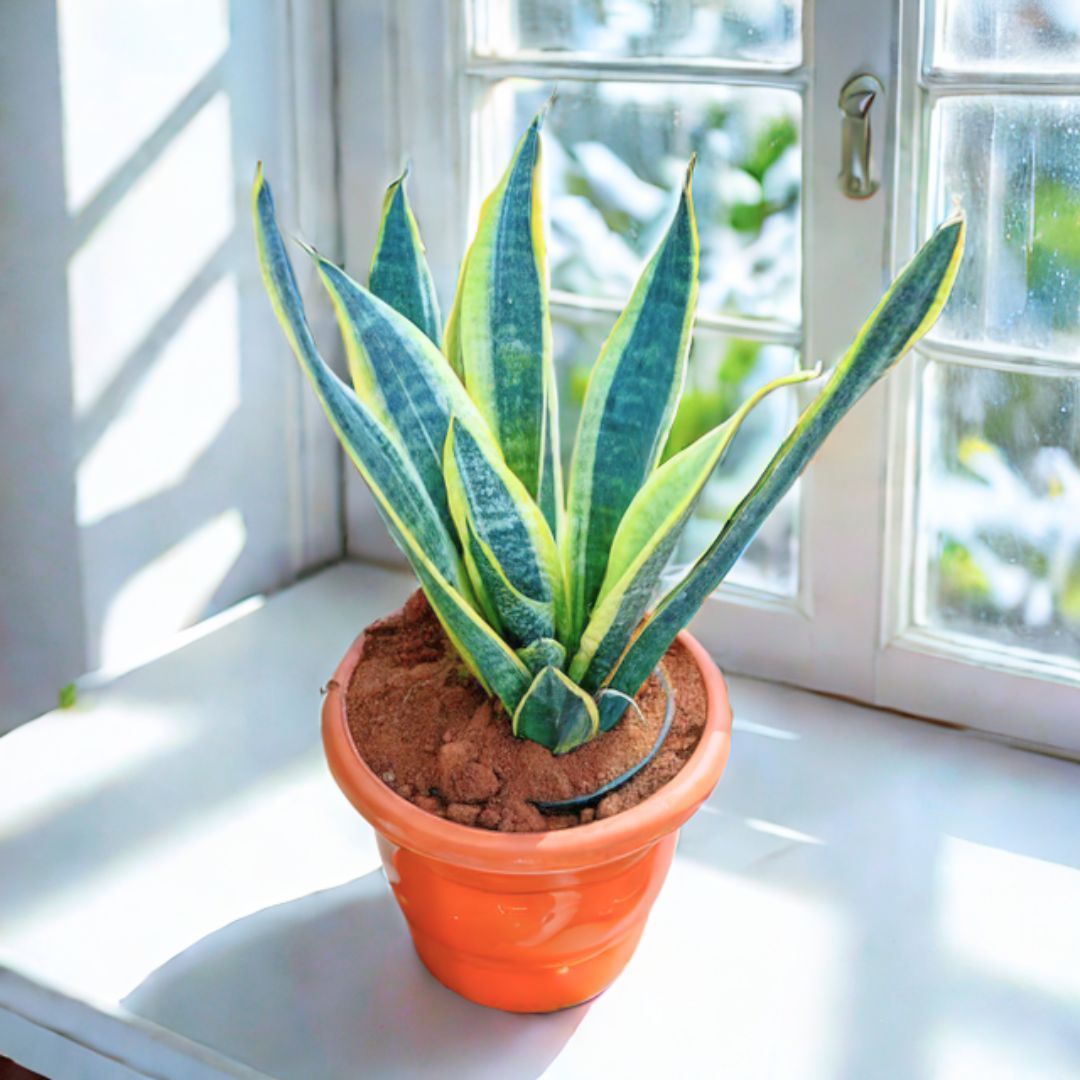 Snake Yellow Long (~ 1 Ft) in 7 Inch Classy Red Plastic Pot