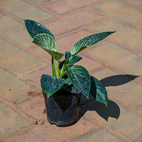 Philodendron Birkin in 4 Inch Nursery Pot