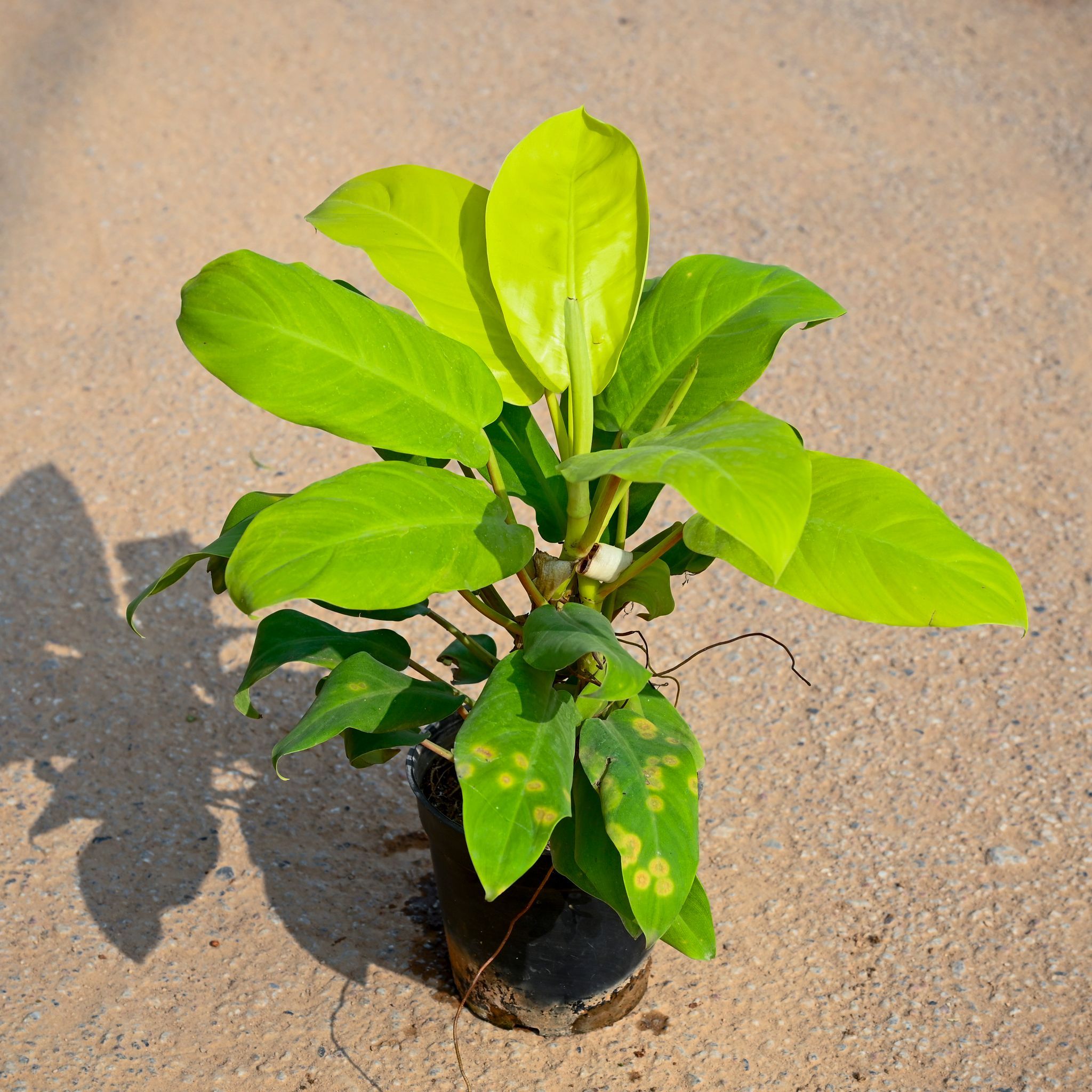 Philodendron Green in 5 Inch Nursery Pot