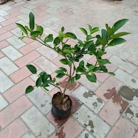 Lemon Kagzi / Lemon Grafted in 6 Inch Nursery Bag