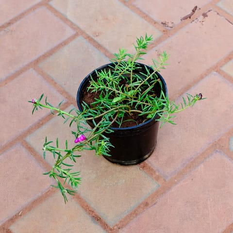 Portulaca Moss Rose ( Any Colour ) in 4 Inch Nursery Pot
