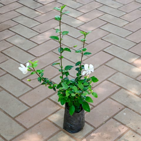 Hibiscus China White in 4 Inch Nursery Bag