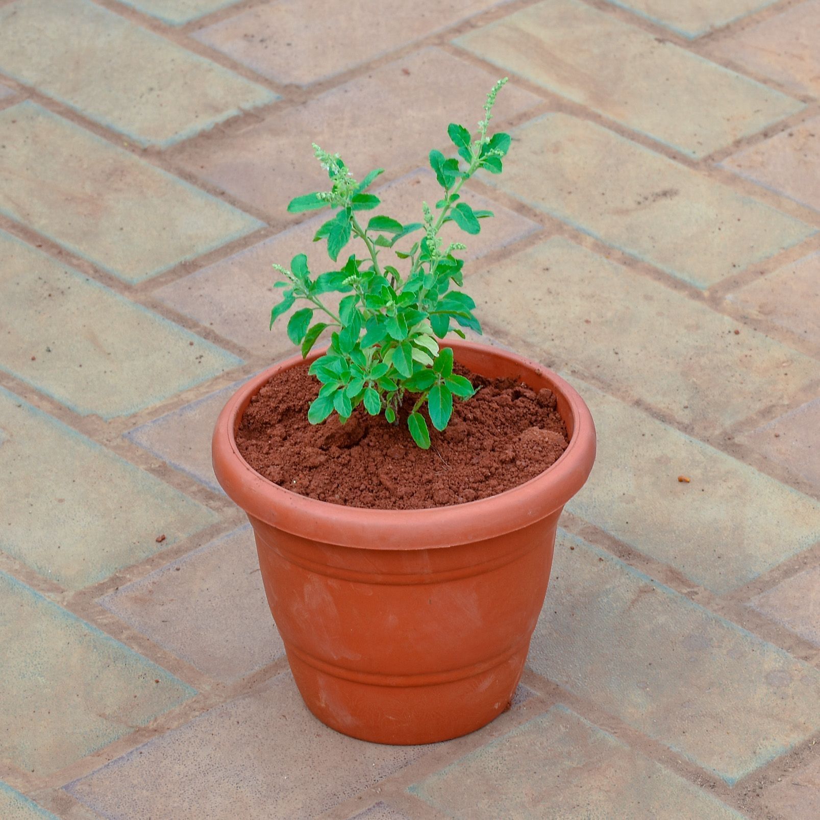Rama Tulsi in 7 Inch Classy Red Plastic Pot