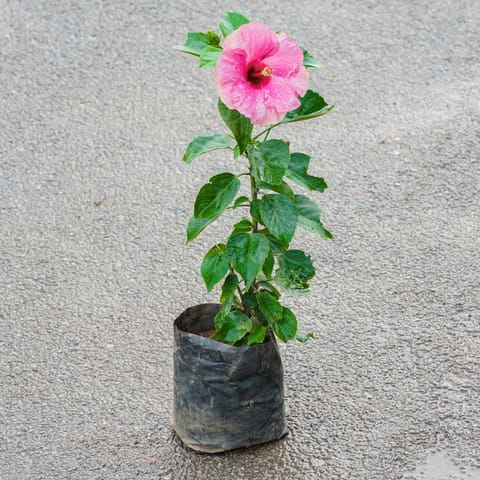 Hibiscus / Gudhal (Any Colour) in 6 Inch Nursery Bag