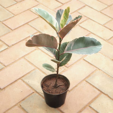 Rubber Pink (~ 1.5 Ft) in 5 Inch Nursery Pot