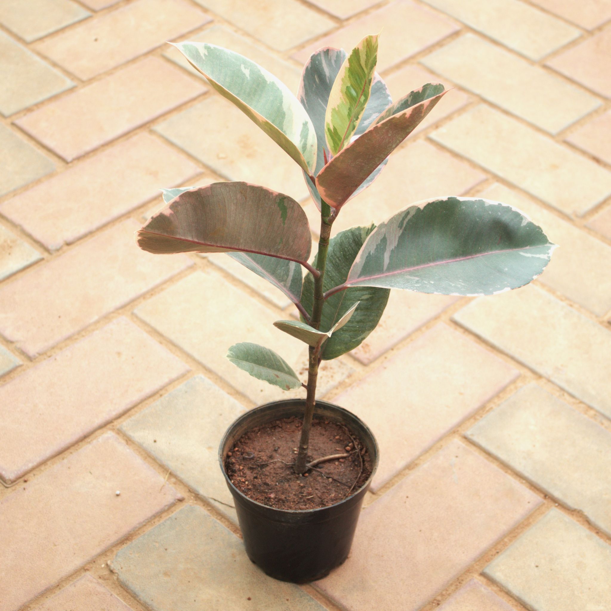 Rubber Pink (~ 1.5 Ft) in 5 Inch Nursery Pot