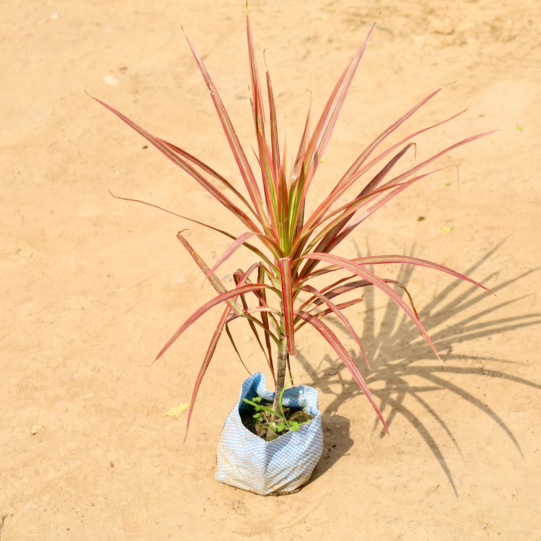 Dracaena Colorama / Marginata Red in 4 Inch Nursery Bag