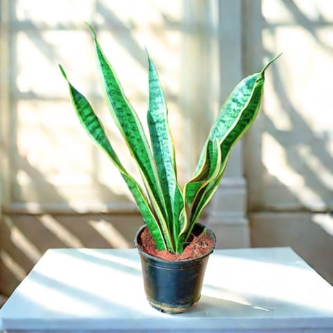 Snake Yellow Long in 6 Inch Nursery Pot