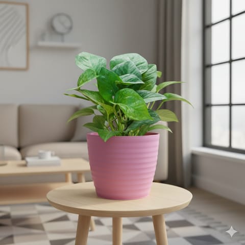 Money Plant Green in 5 Inch Candy-Blush Pink Avora Premium Plastic Planter