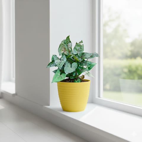 Syngonium Black in 5 Inch Bloom Yellow Avora Premium Plastic Planter