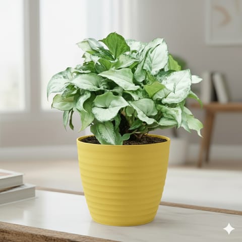 Syngonium Pixie Green in 5 Inch Bloom Yellow Avora Premium Plastic Planter