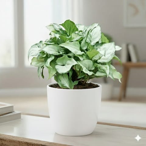 Syngonium Pixie Green in 4 Inch Classy White Cup Ceramic Pot