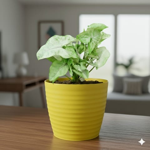 Syngonium Green in 5 Inch Live Fresh Plant Bloom Yellow Avora Premium Plastic Planter in Sector 65