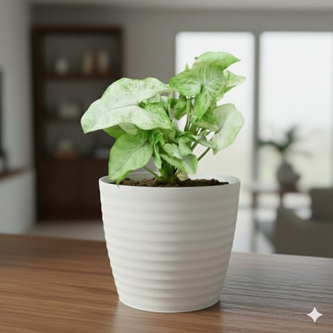 Syngonium Green in 5 Inch Live Fresh Plant White Avora Premium Plastic Planter in Vasundhara