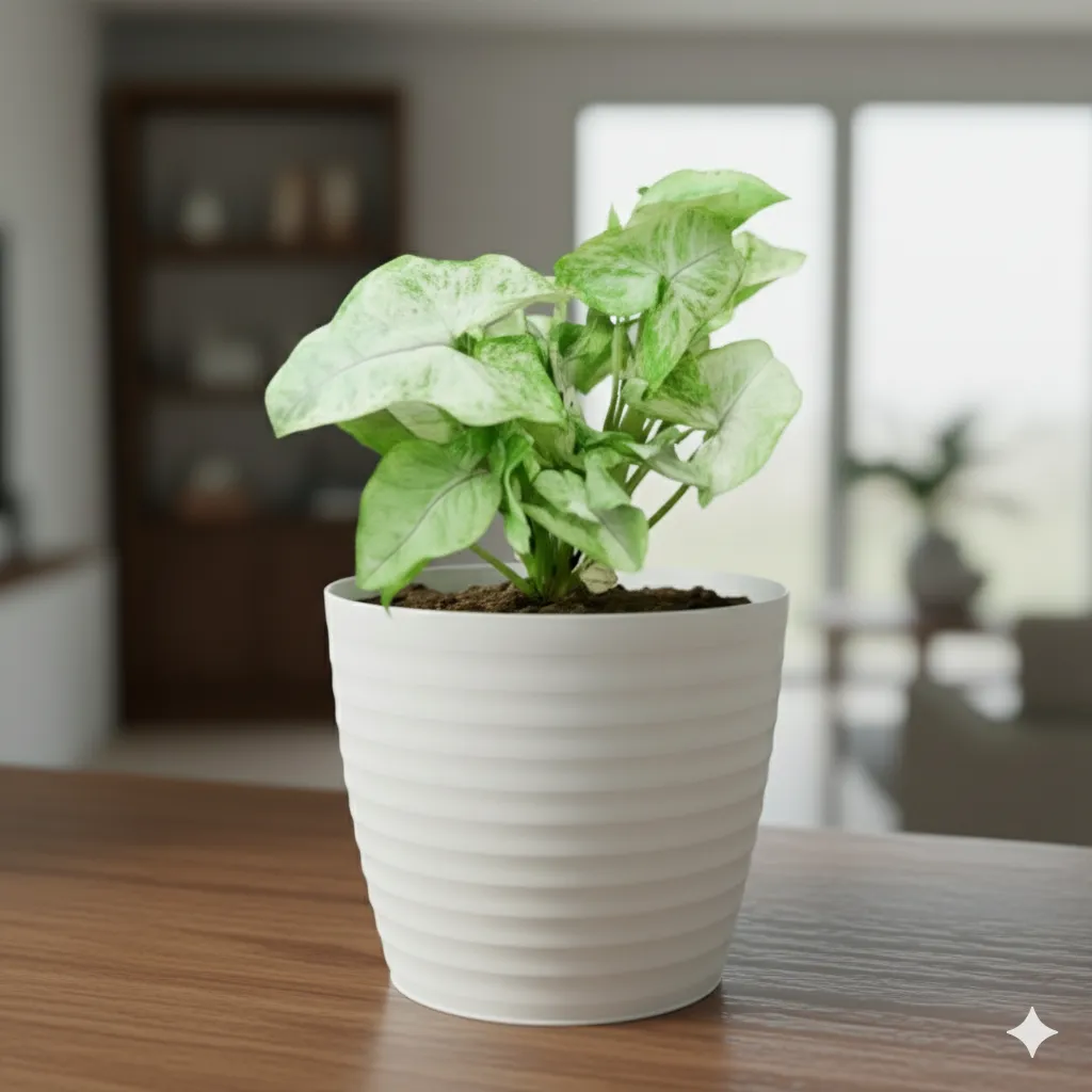 Syngonium Green in 5 Inch White Avora Premium Plastic Planter