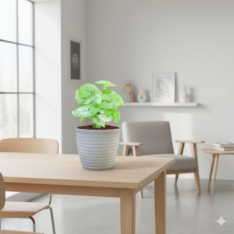 Syngonium Golden in 5 Inch Live Fresh Plant White Avora Premium Plastic Planter in Rohini Sector 32 Delhi