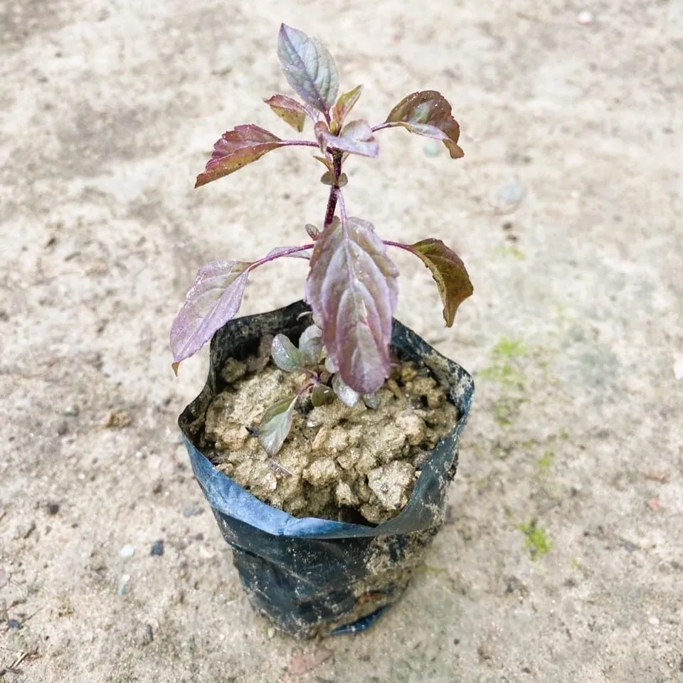 Shyama Tulsi in 3 Inch Nursery Bag