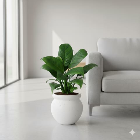 Peace Lily White Bushy in 6 Inch Classy White Matki Ceramic Pot