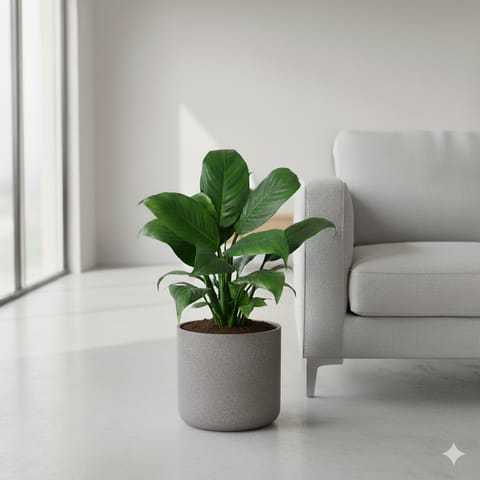 Peace Lily White Bushy in 11 X 11 Inch Grey Premium Dochieo Fiberglass Planter