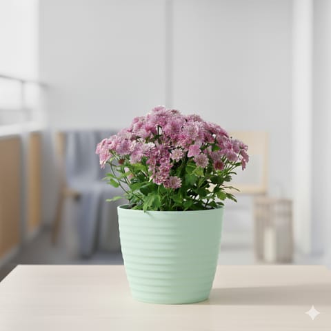 Chrysanthemum / Guldawari (any colour) in 5 Inch Pastel Green Avora Premium Plastic Planter