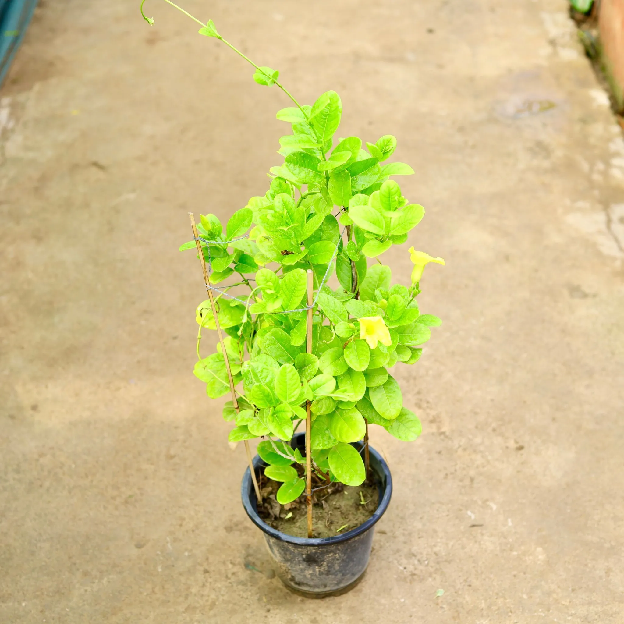 Allamanda (any colour) in 8 Inch Nursery Pot