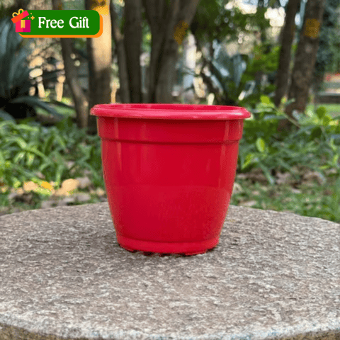 Free Gift - 3 Inch Ruby Red Elora Premium Plastic Planter - Flash Sale