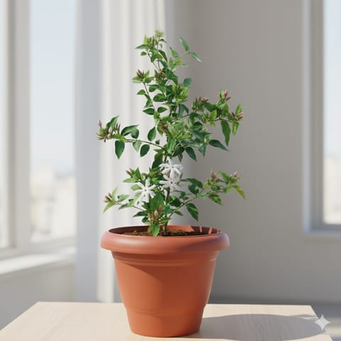 Mogra / Jasmine (any colour) in 8 Inch Terracotta Red Classy Plastic Pot