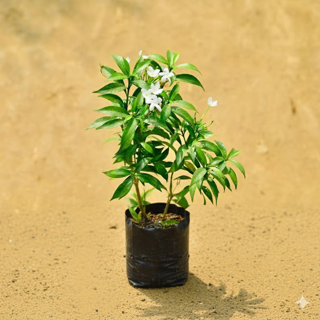 Chandni Dwarf in 4 Inch Nursery Bag