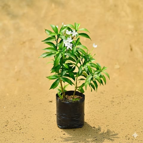 Chandni Dwarf in 4 Inch Nursery Bag