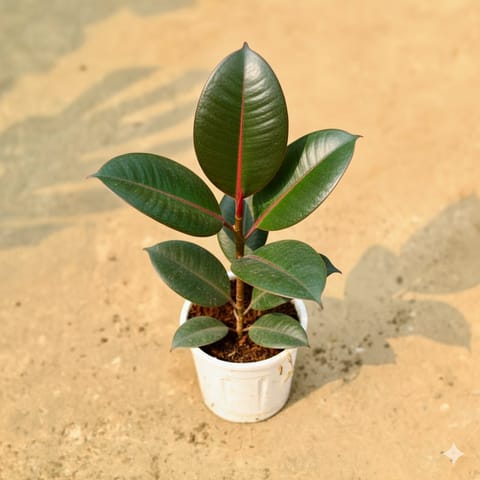 Rubber Black in 4 Inch White Nursery Pot