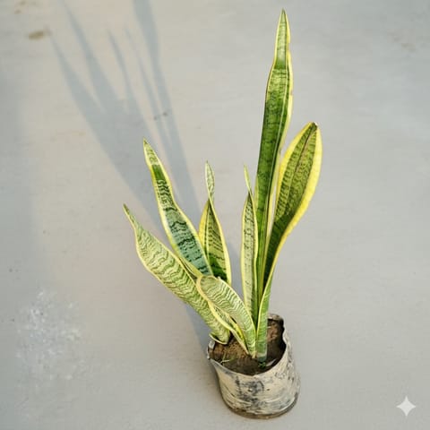 Air Purifying - Snake Long Yellow in 6 Inch Nursery Bag