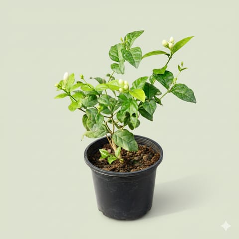 Mogra / Jasmine (Any Colour) in 6 Inch Nursery Pot