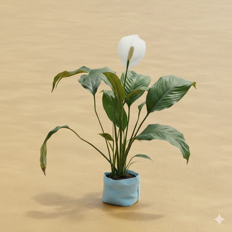 Peace Lily (any colour) in 8 Inch Nursery Bag