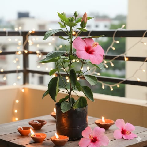 Festive Bloom - Hibiscus / Gudhal Pink in 4 Inch Nursery Bag