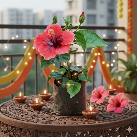 Festive Bloom - Hibiscus / Gudhal (Any Colour) in 4 Inch Nursery Bag