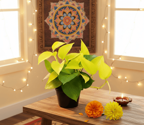Festive Special - Money Plant Golden in 4 Inch Nursery Pot