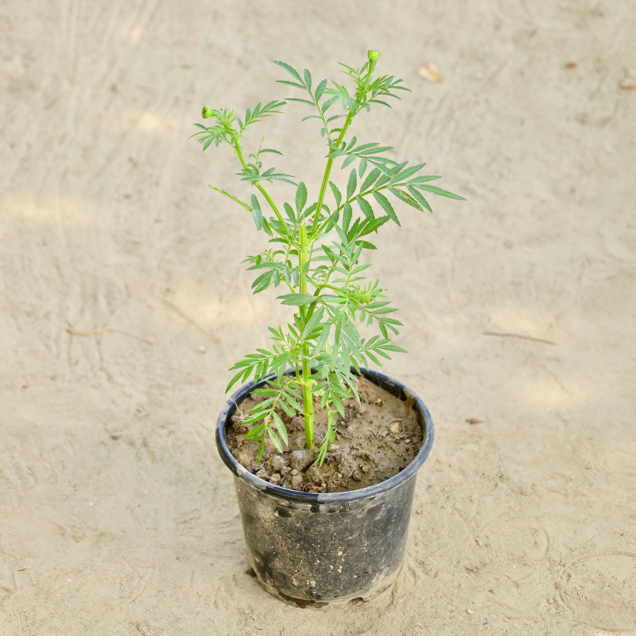 Marigold / Genda (Any Colour) in 4" Inch Nursery Pot