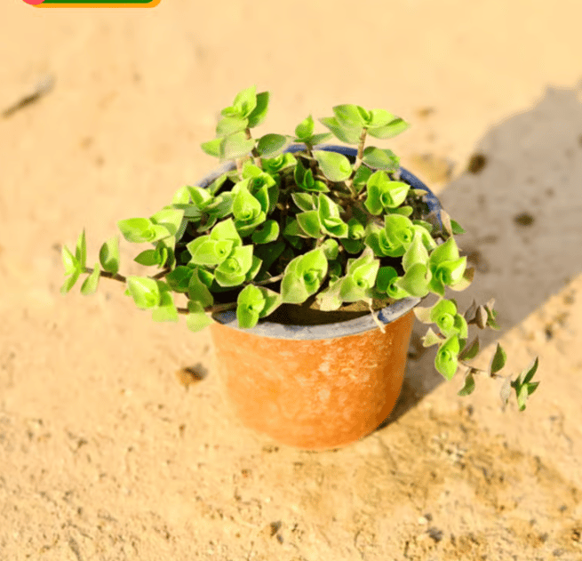 Turtle vine Heart Shape in 4 Inch Nursery Pot