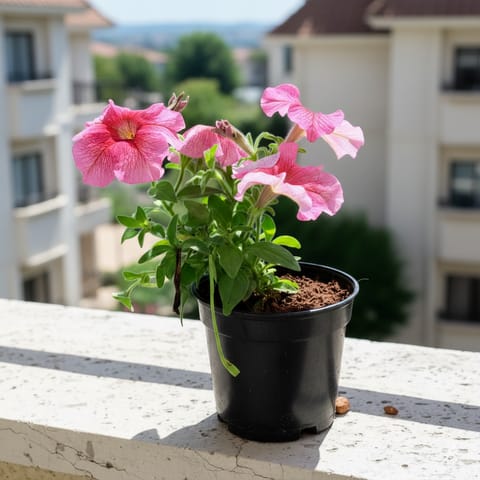 Petunia Pink in 4 Inch Nursery Pot