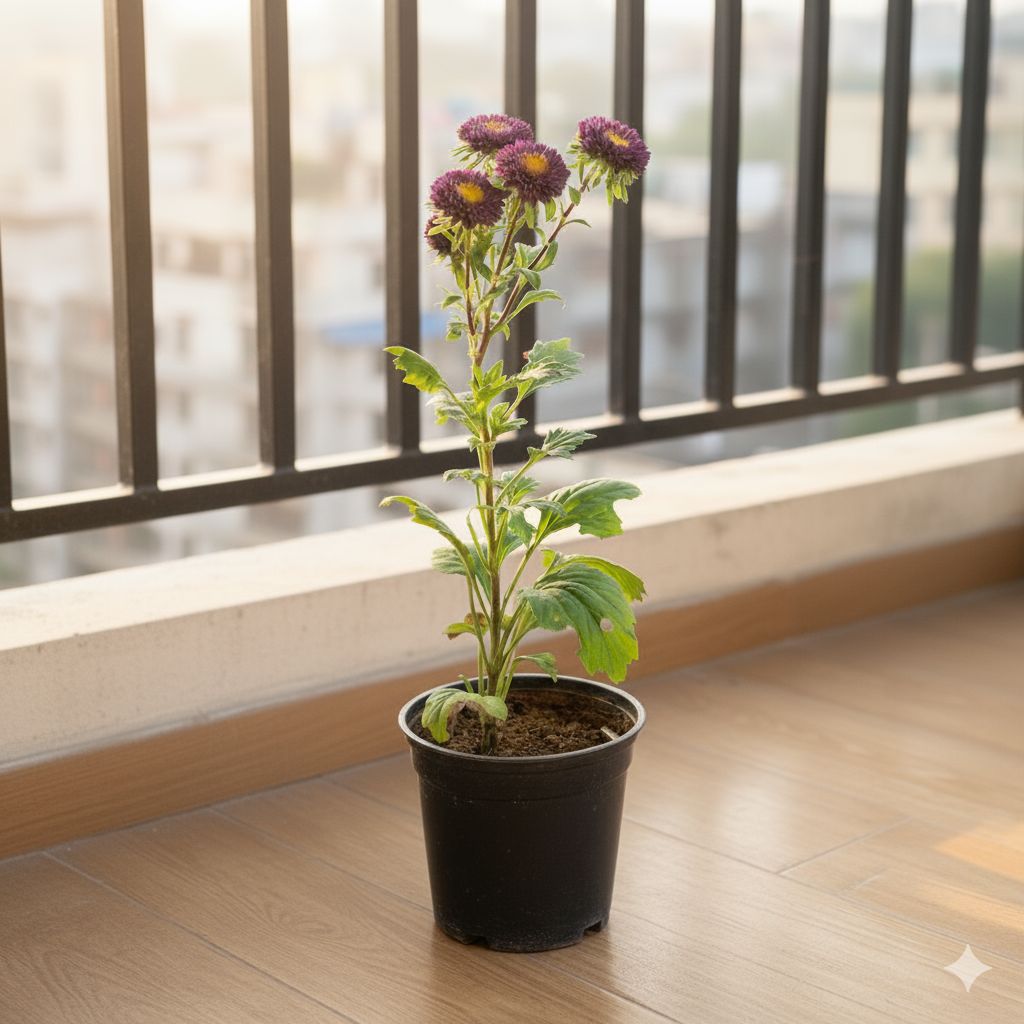 Aster Purple in 4 Inch Nursery Pot
