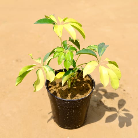 Schefflera Brassia in 6 Inch Nursery Pot