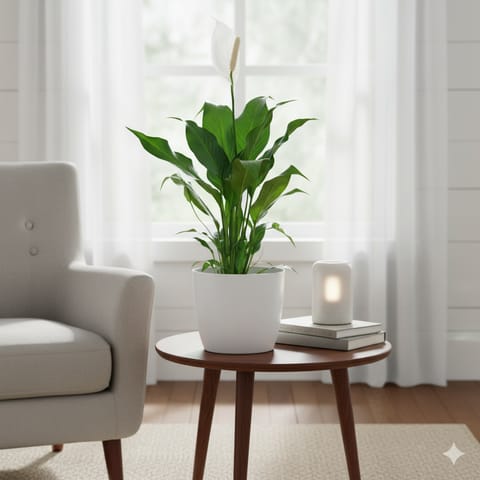 Peace Lily White ( ~ 1 Ft) in 7 Inch White Sphere Plastic Pot
