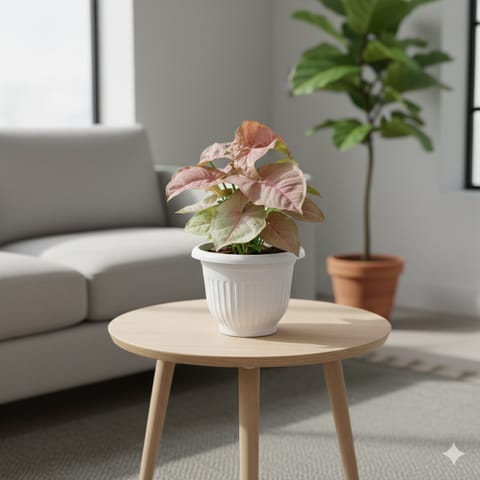 Syngonium Pink in 8 Inch White Olive Plastic Pot