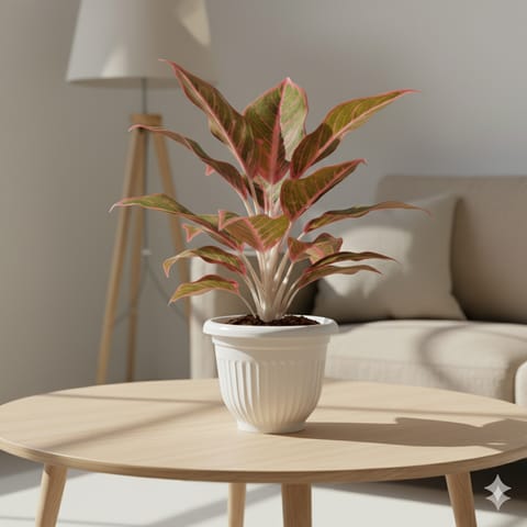 Aglaonema Lipstick in 8 Inch White Olive Plastic Pot
