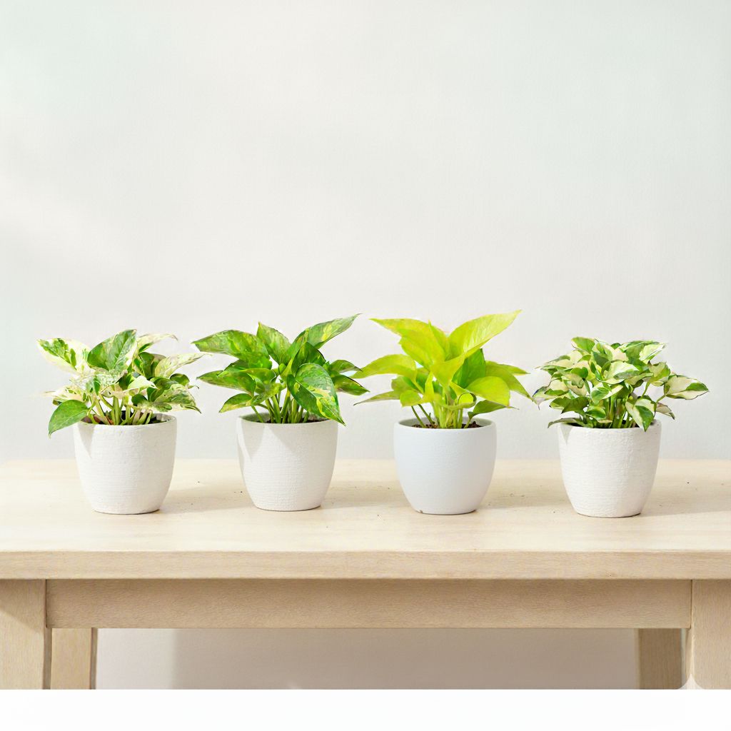 Set Of 4 - Money Plant (N'Joy, Green, Golden & White) in 4 Inch White Premium Orchid Round Plastic Pot