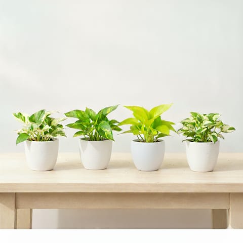 Set Of 4 - Money Plant (N'Joy, Green, Golden & White) in 4 Inch White Premium Orchid Round Plastic Pot
