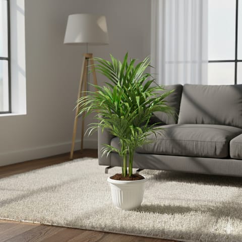 Areca Palm (~ 2 Ft) in 8 Inch White Olive Plastic Pot